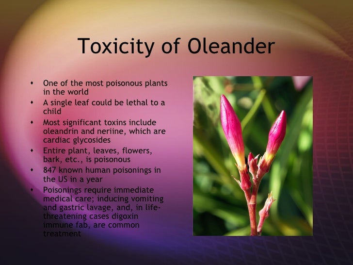 Poisonous Oleander What Of Part Is Poisonous Oleander What Of Part Is